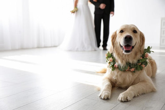 Dog Collars: Some Advice for Your Pet's Wedding Outfit