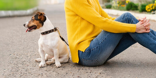 The Greatest Collars For Little Dogs: Comfort, Style, & Safety
