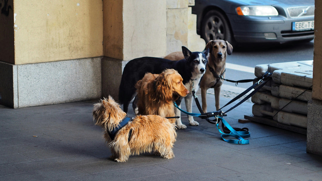 Handcrafted Pet Leather Collars: Craftsmanship Meets Canine Style
