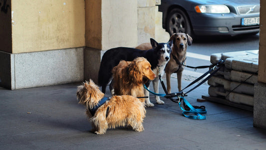 Handcrafted Pet Leather Collars: Craftsmanship Meets Canine Style