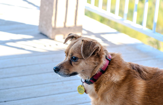 Why Custom Pet Collars With Name Tags Are An Excellent Option