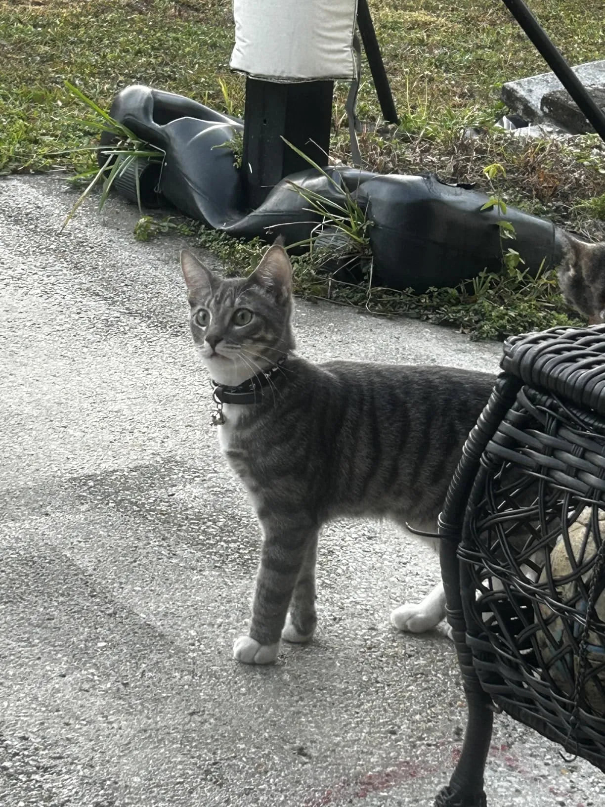 Leather Cat & Small Dog Collar - Studded Skull Charm with Adjustable Safety Buckle and Bell